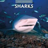 Haaien Kalender 2027