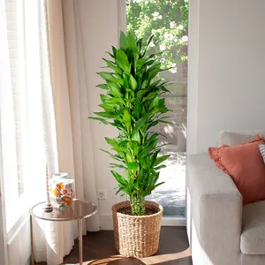 Dracaena Fragrans Janet Lind (straight) - P30