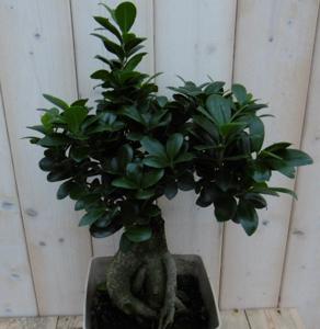 Kamerplant Bonsai Ficus Microcarpa 50 cm - Warentuin natuurlijk