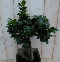 Kamerplant Bonsai Ficus Microcarpa 50 cm - Warentuin natuurlijk
