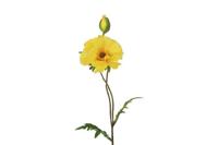Decostar Papaver Vere 64 cm geel