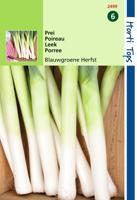 Prei Blauwgroene Herfst Ideal - Hortitops