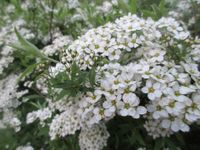 Spierstruik spirea