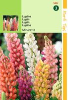 Lupinus Polyph. Russell S Minarette Gem. - Hortitops Lupinus Polyph. Russell S Minarette Gem. - Hortitops