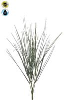 Cytisus bush x6 UV 52 cm Emerald - Emerald