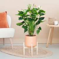Anthurium Jaguar Green - Flamingoplant - P21