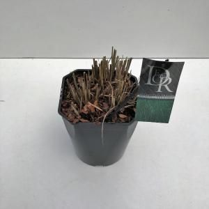 Prachtriet (Miscanthus sinensis "Gracillimus") siergras - In 5 liter pot - 1 stuks