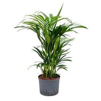 Kentia palm forsteriana adelaide hydrocultuur plant