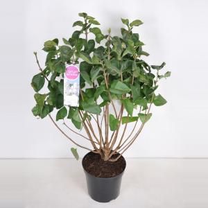 Sering (syringa vulgaris "Mme Lemoine") - 90-120 cm - 1 stuks