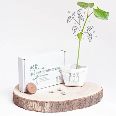 'Wensplantje 'Bloom your happiness wishes'' kopen? | FOR YOU GIFTS