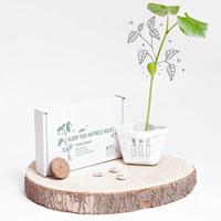 'Wensplantje 'Bloom your happiness wishes'' kopen? | FOR YOU GIFTS