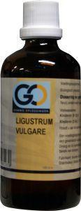 GO Ligustrum vulgare