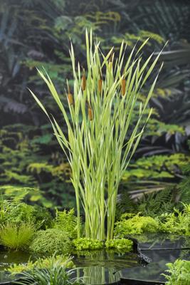 Bonte Lisdodde / Typha latifolia Variegata