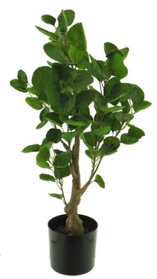 Polyscias fabian in pot green 64cm