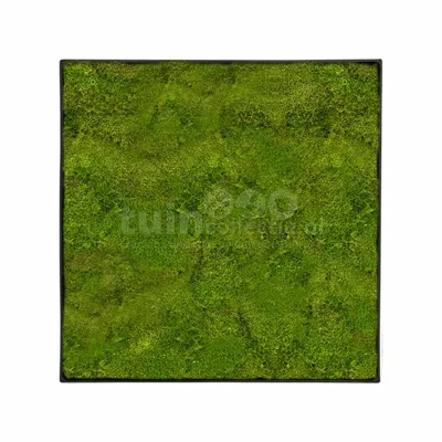 Mosschilderij Platmos 40x40cm
