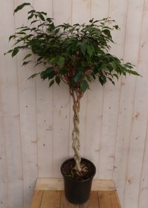 Kamerplant Ficus Benjamina - Warentuin Natuurlijk