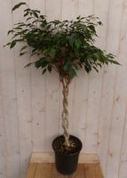 Kamerplant Ficus Benjamina - Warentuin Natuurlijk - thumbnail
