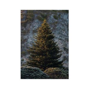 Schilderij op Paneel Kerstboom in het Bos White PVC 30x40 Tesa Powerstrips