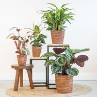 Schaduw Plantenbox (4 stuks)