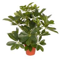 Groene Schefflera/baby struik kunstplant 55 cm voor binnen