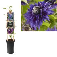 Klimplant Clematis Multi Blue 75 cm Bosrank Van der Starre - Van der starre