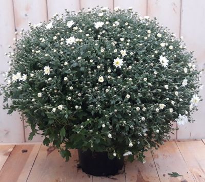 Bol Chrystant wit - Warentuin natuurlijk