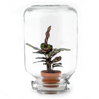 Easyplant - Calathea makoyana - Mini-ecosysteem Easyplant - Calathea makoyana - Mini-ecosysteem