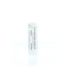 Solidago virgaurea D12