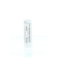 Solidago virgaurea D12 - thumbnail