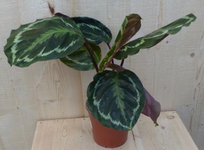 Calathea Medaillon Pauwenplant donkergroen groot blad 30 cm - Warentuin natuurlijk