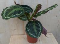 Calathea Medaillon Pauwenplant donkergroen groot blad 30 cm - Warentuin natuurlijk