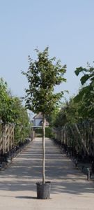 Vlamboom Parrotia persica h 250 cm st. omtrek 8 cm - Warentuin Natuurlijk