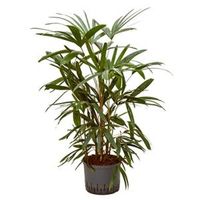 Rhapis palm excelsa L hydrocultuur plant - thumbnail