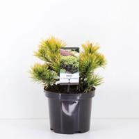 Pinus mugo carstens wintergold 20-25 cm - Warentuin natuurlijk