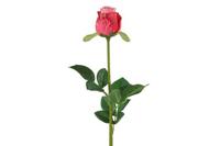 Decostar zijdebloem Rosa 70 cm roze