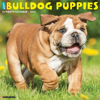 Engelse Bulldog Puppies Kalender 2026