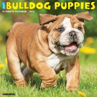 Engelse Bulldog Puppies Kalender 2026