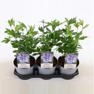 Hibiscus syriacus Blue Chiffon - 40 cm - 3 stuks