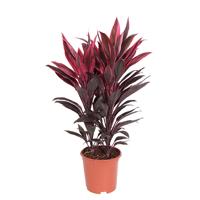 Cordyline Tango - P 19 cm