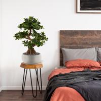 Panda Bonsai kunstboom op voet 70cm