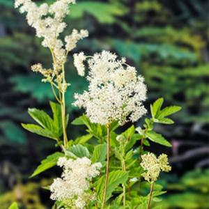 Moerings Filipendula ulmaria - Moerasspirea