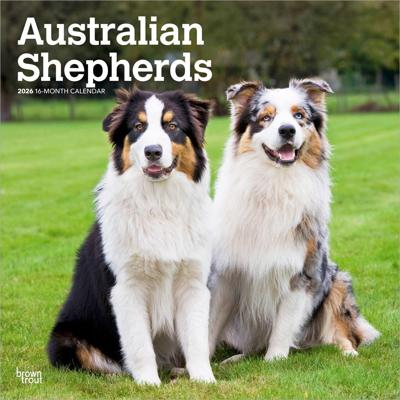 Australian Shepherd Kalender 2026