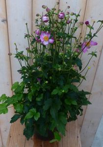 Herfstanemoon roze - Warentuin natuurlijk