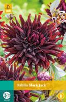Dahlia black jack bloembol 1 stuk Dahlia JUB - Jub