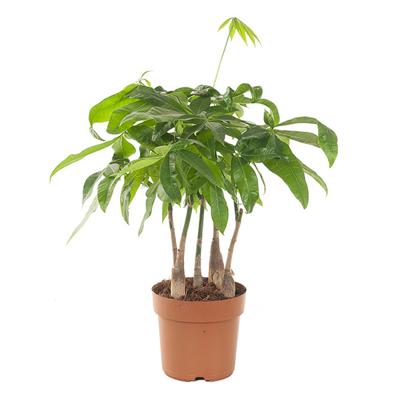 Pachira Multistam P 17 cm