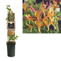 Klimplant Lonicera heckrottii American Beauty 75 cm - Van der starre