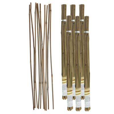 Gerimport Plantenstokken - 60x stuks - 60 cm - plantensteun / tonkinstokken
