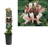 Klimplant Lonicera j. Red World 75 cm - Van der starre