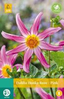 Dahlia honka roze JUB 1 bloembol - Jub