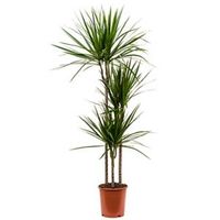 Dracaena marginata M kamerplant - thumbnail